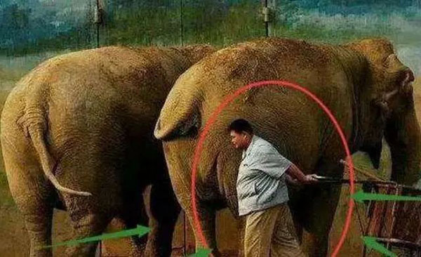 为了生计，孙越还去动物园兼职喂大象
